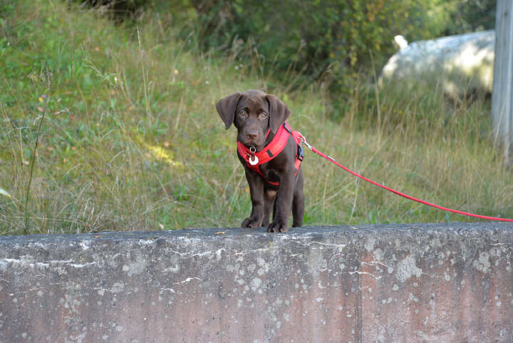 petlando Mesh Comf-YGeschirr